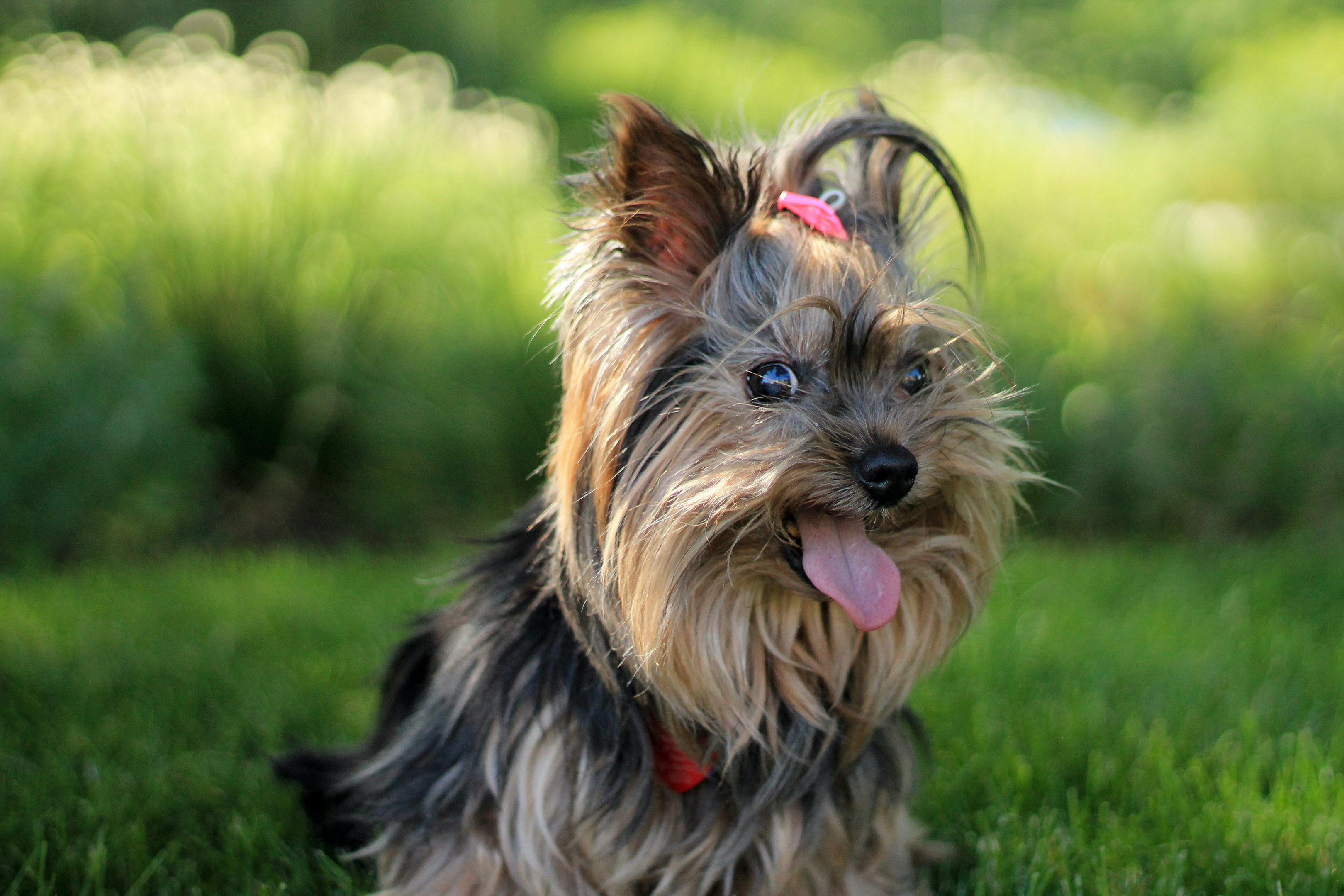 Yorkshire Terrier puppy with a ponytail 