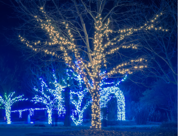 A tree with lights on it

AI-generated content may be incorrect.