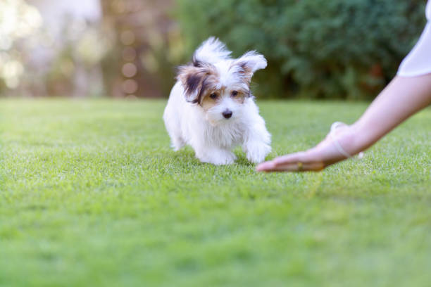  dog breed, national breed club