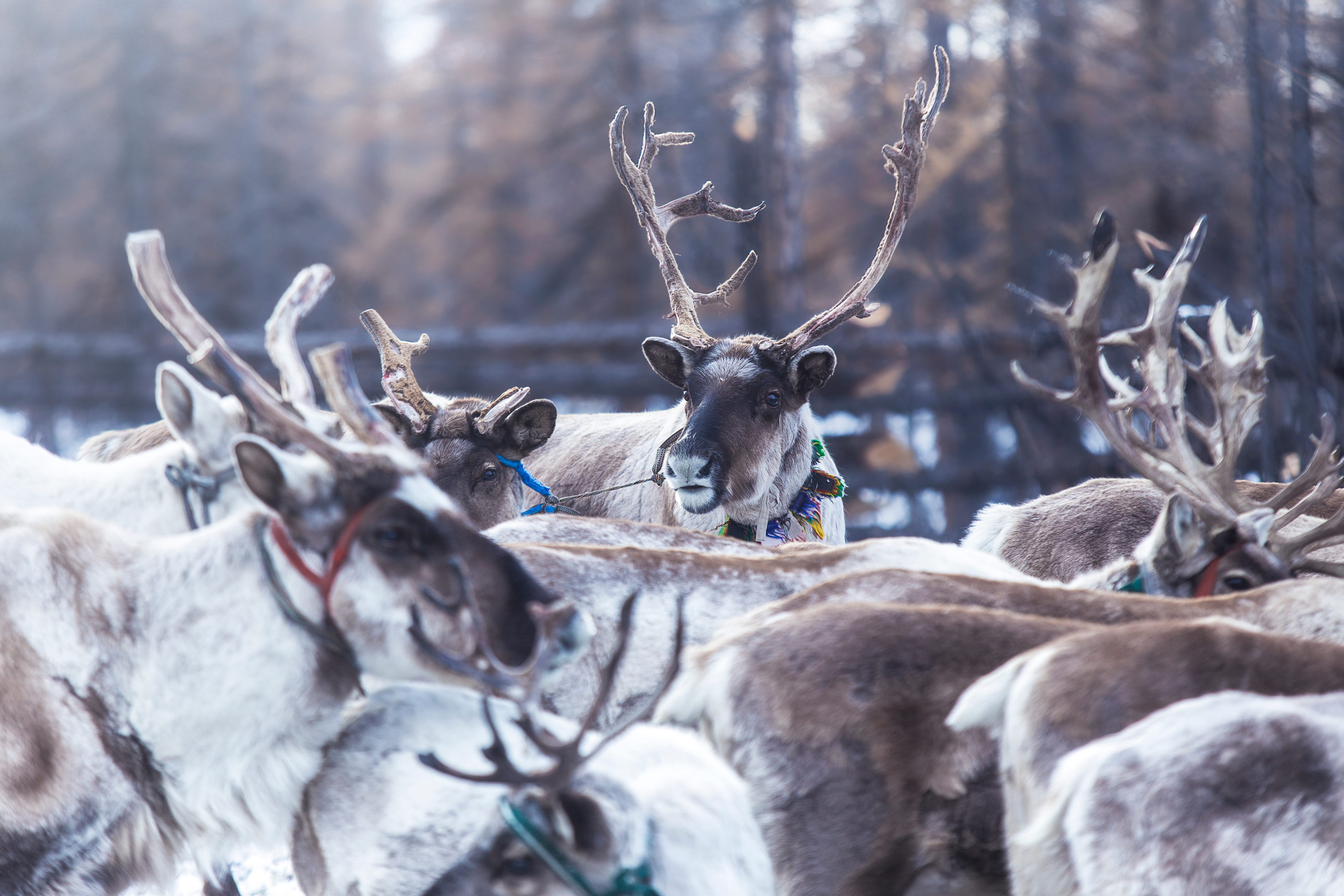 Some reindeers from the Taiga come down to lake Khuvsgul in autumn