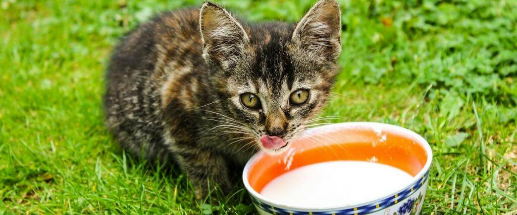 Milk is safe for kitten