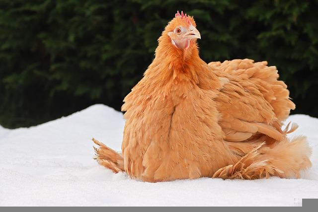 cochin, chicken, snow. one of the , cold hardy breeds