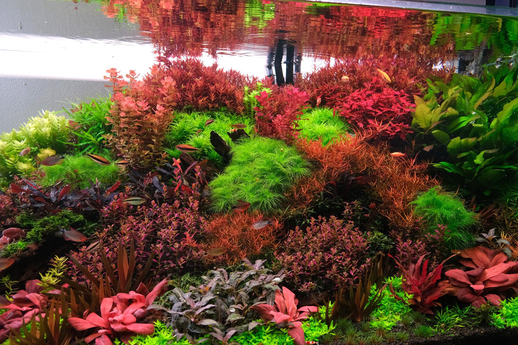 Lush and colorful planted aquarium with red, orange, purple plants