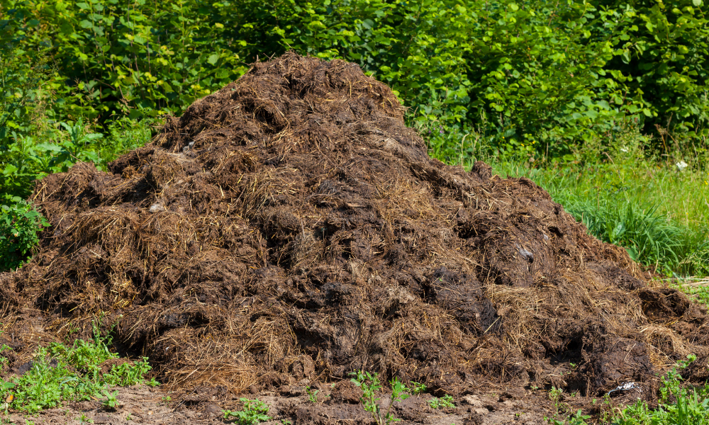 Manure Based Compost