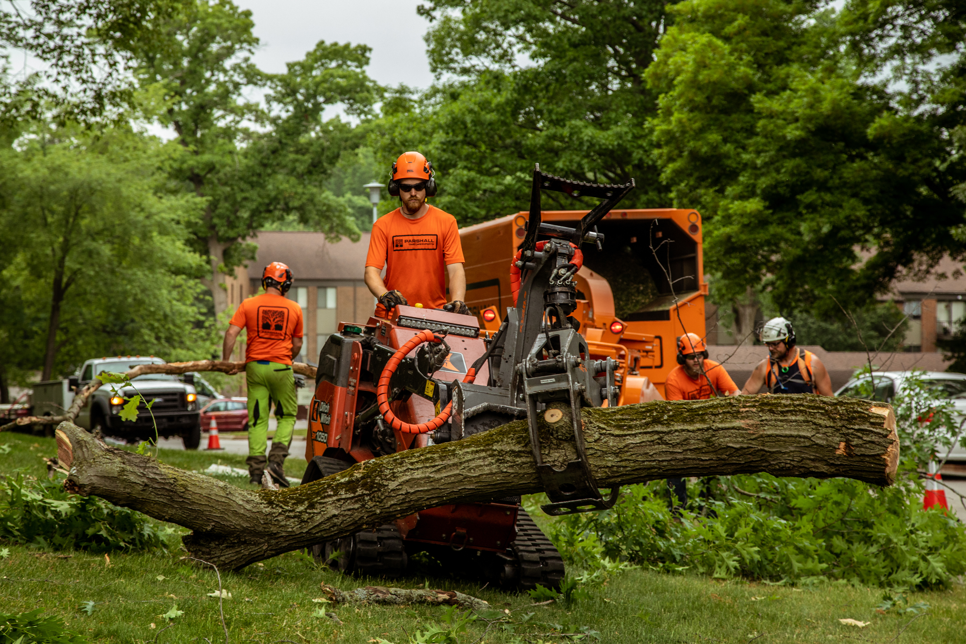Tree care company performing tree removal services for new customers 