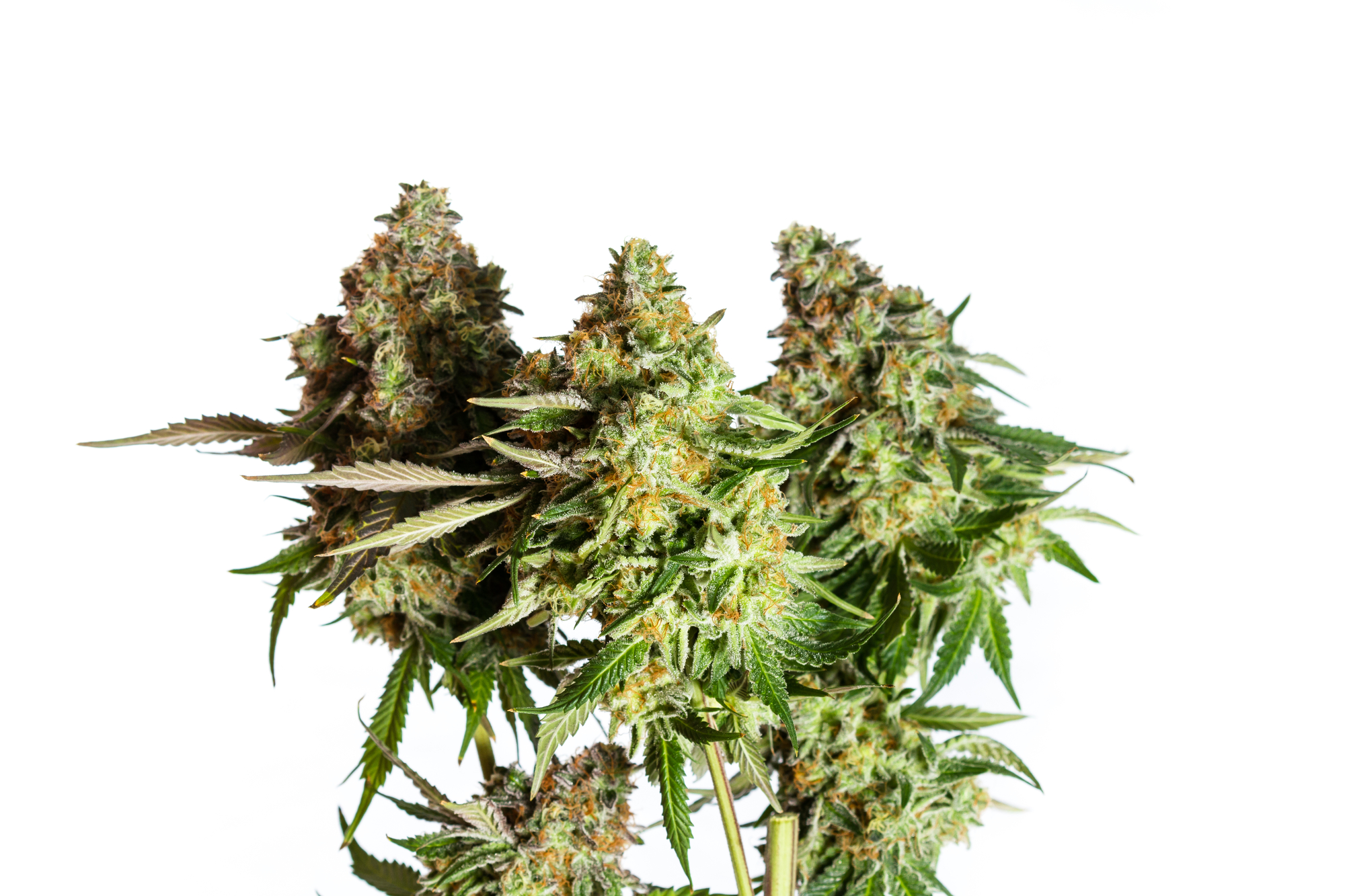 mimosa strain, fresh earthy herbs, watermelon mimosa strain