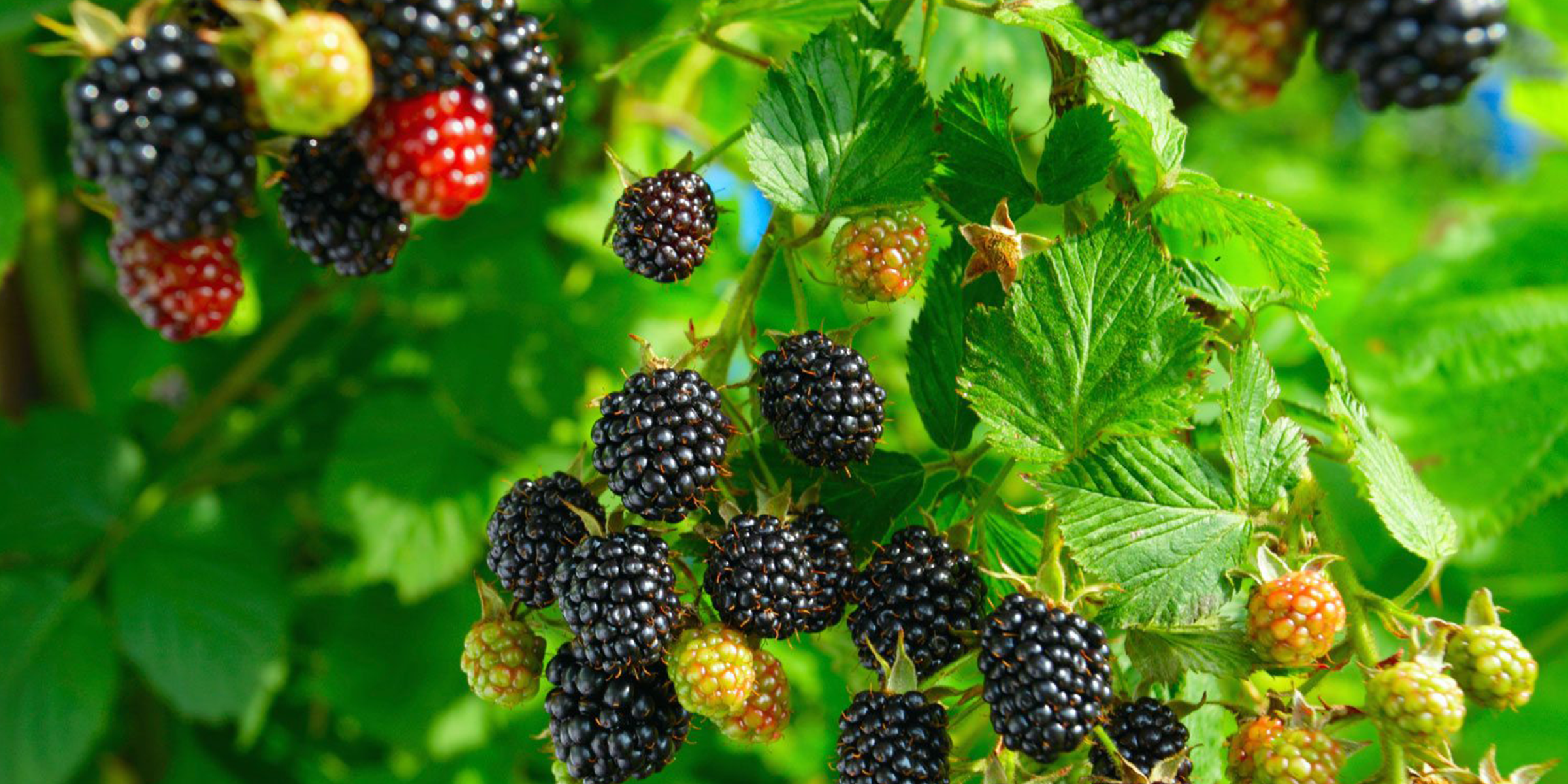 Blackberry used to improve health condition