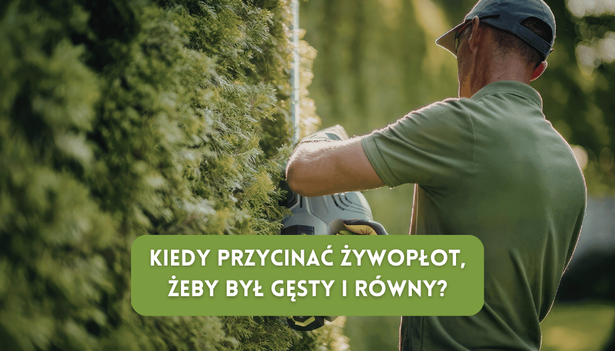 kiedy przycinać żywopłot