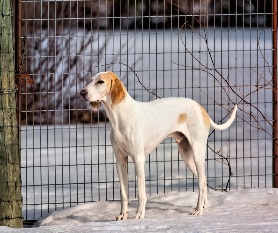 An adult Porcelaine in the snow