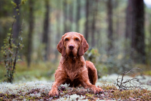 A Wirehaired Vizsla laying down in the woods