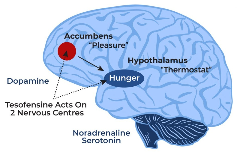 Illustration of a brain with tesofensine targeting two nervous centers. Tesofensine, represented by arrows, interacts with specific regions of the brain involved in neurotransmission and signaling pathways.