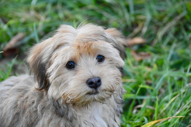 puppy, nature, havanese, dog, furry, pet, cute, hairy, animal, small dog, dog breed, canine, dog portrait, animal world, mammal, havanese, havanese, havanese, havanese, havanese