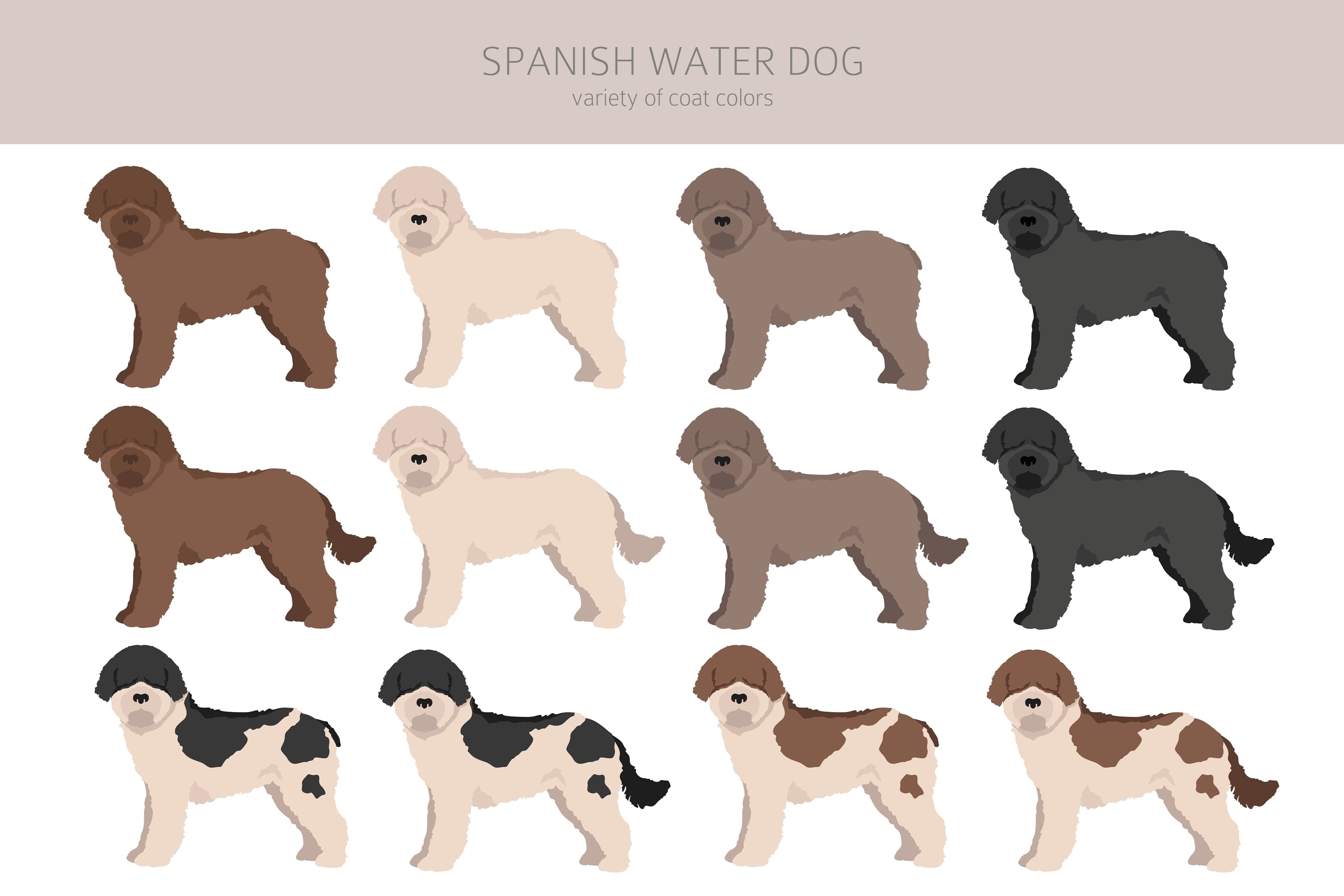 An infographic of various coat colors of the Spanish Water Dog