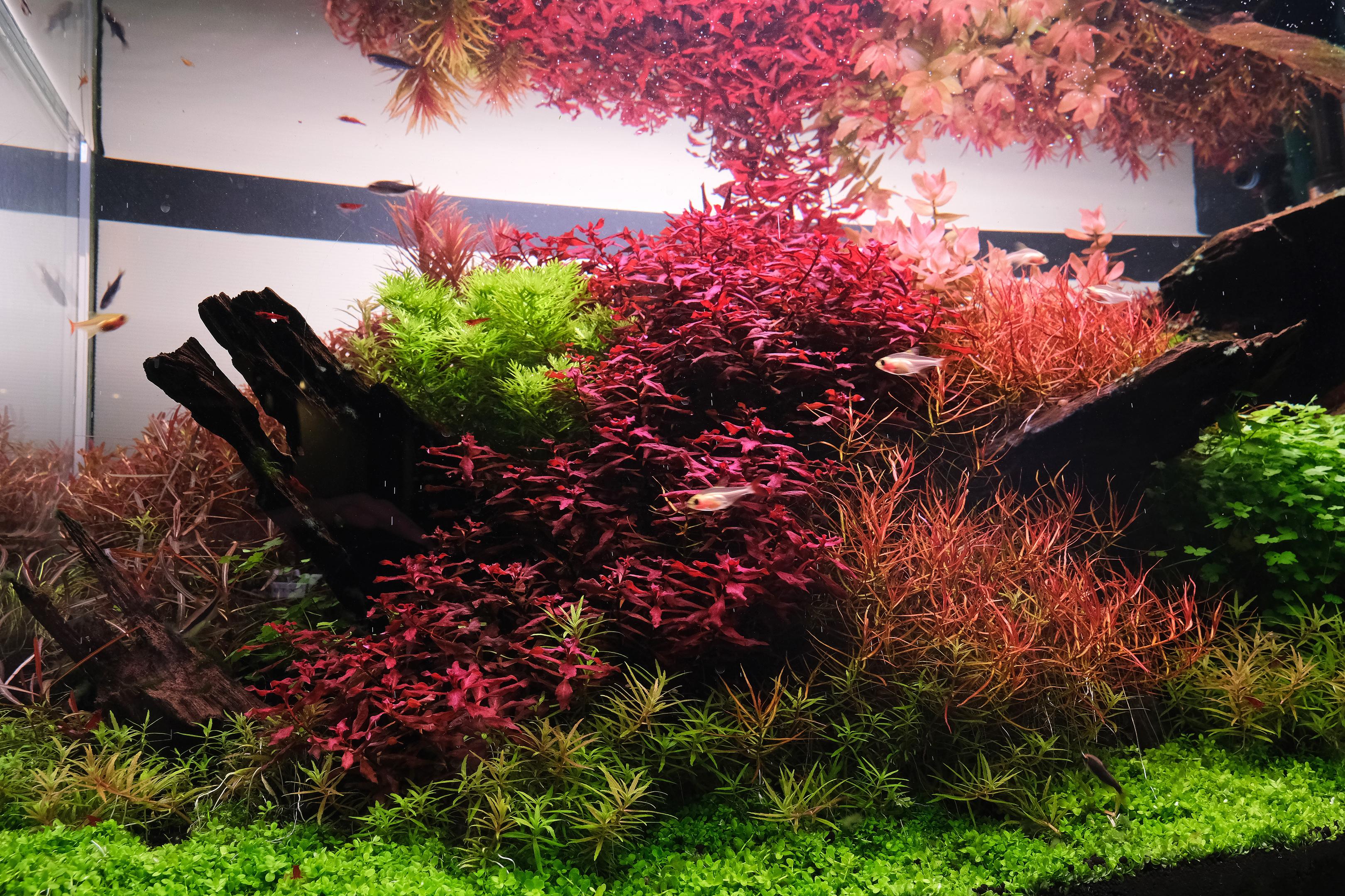 Ludwigia sp Red against dark driftwood in planted aquarium