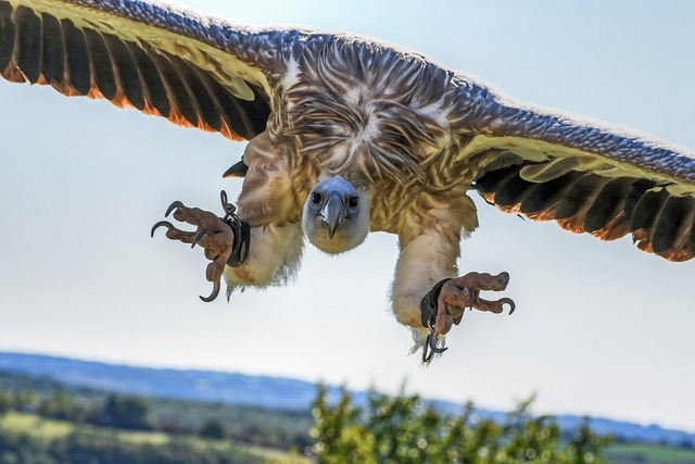 vulture, flight, landing