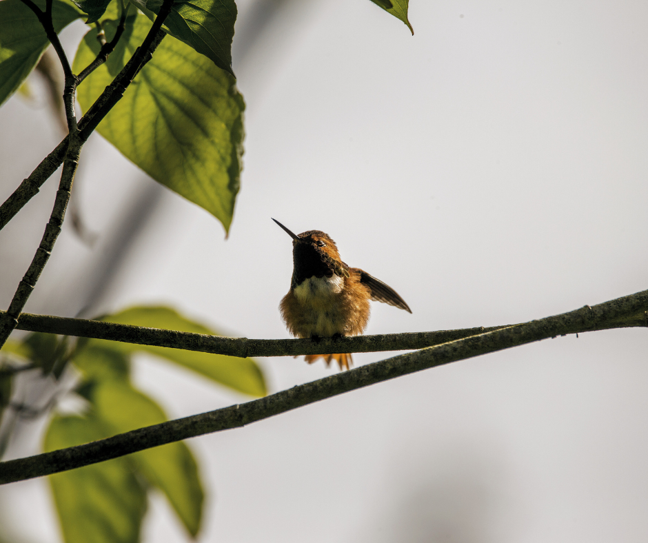 Watch stunning birds in moss landing, along the Hayward Regional Shoreline and elsewhere in the Bay Area. Use a birding app for help locating spots.