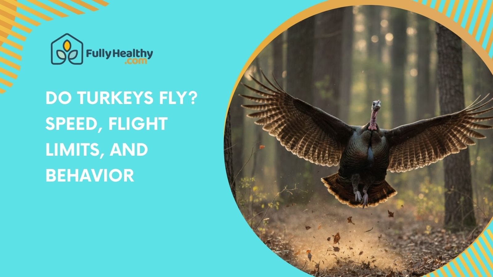 Do Turkeys Fly? Speed, Flight Limits, and Behavior