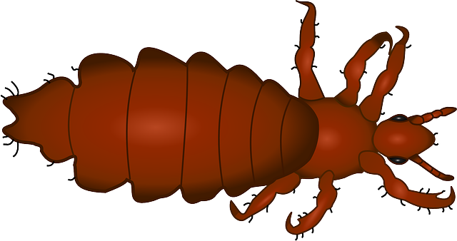 louse, insect, animal
