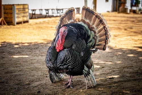 The wild turkeys return after the holiday, before Christmas. Promise!