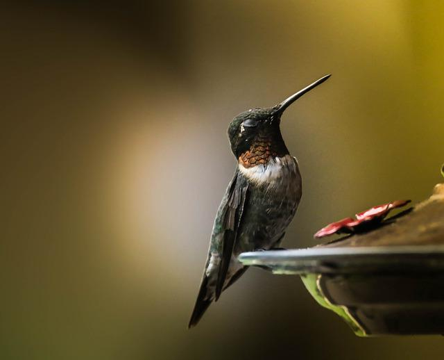 How To Open Hummingbird Feeder