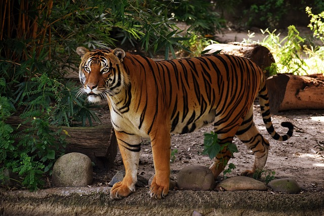 tiger, animal, zoo