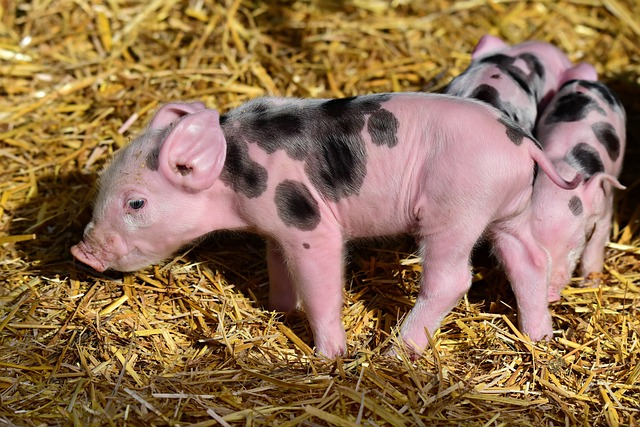 piglet, animal, farm