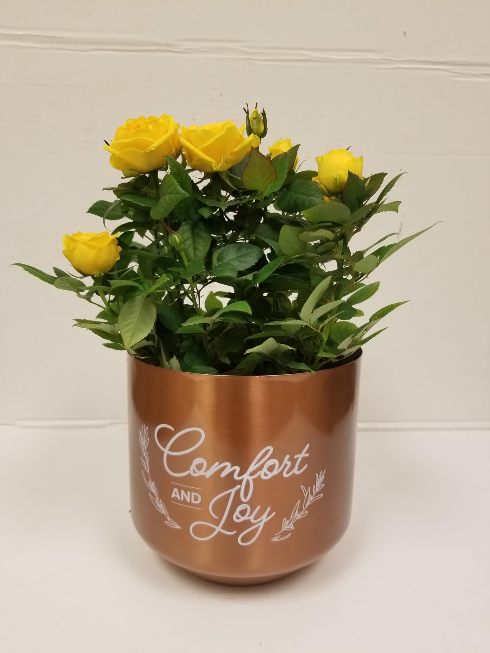 Live Houseplant Roses