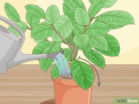 rubber plant care, watering