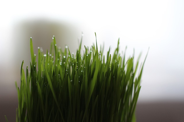 cat grass, grass, wheatgrass