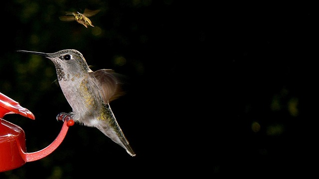 Do Bats Drink From Hummingbird Feeders