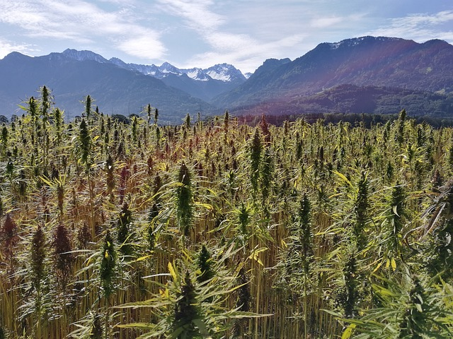 hemp field, hemp plants, cannabis sativa