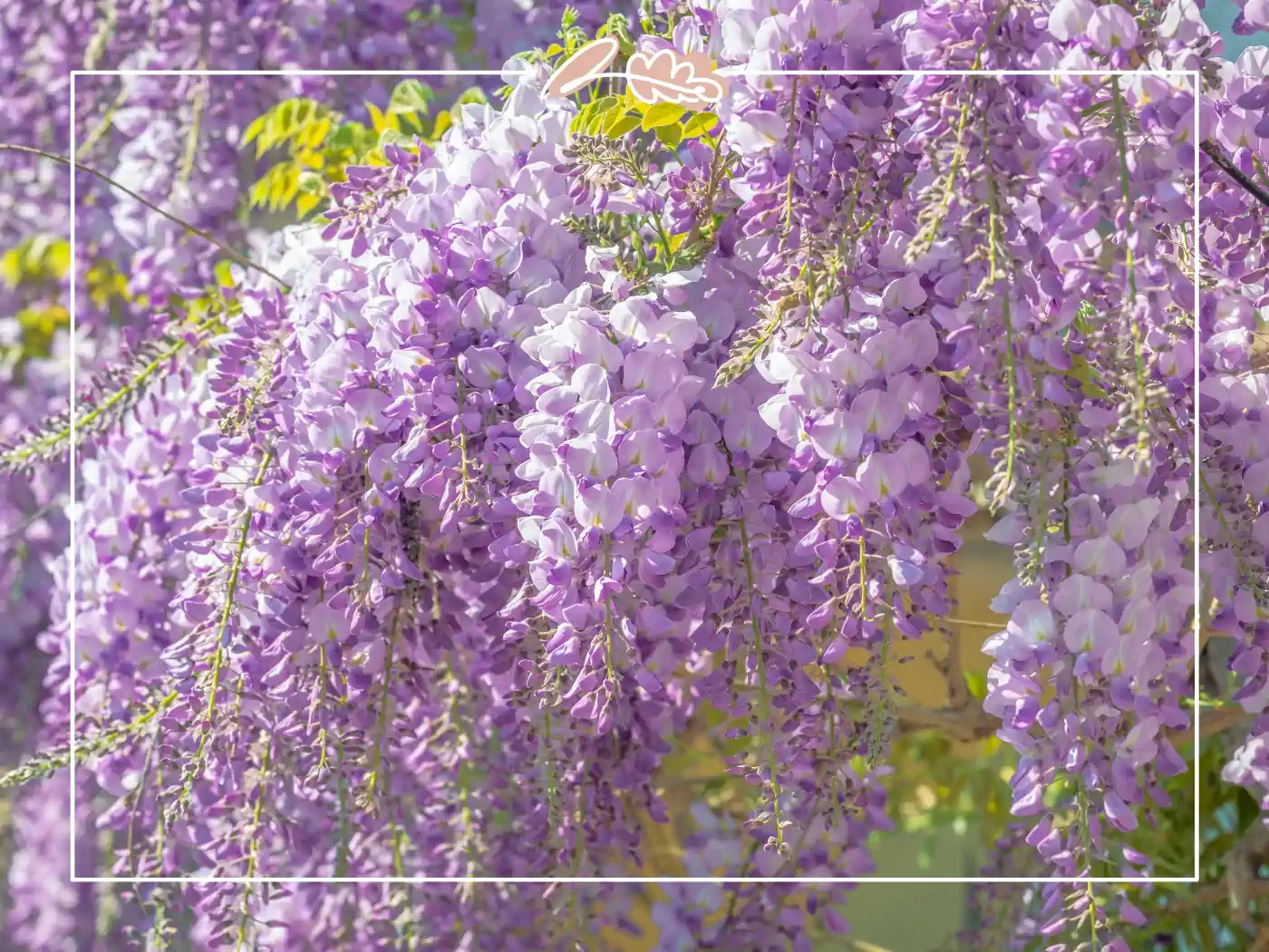 Cascading purple wisteria flowers against a sunny backdrop. Fabulous Flowers and Gifts.