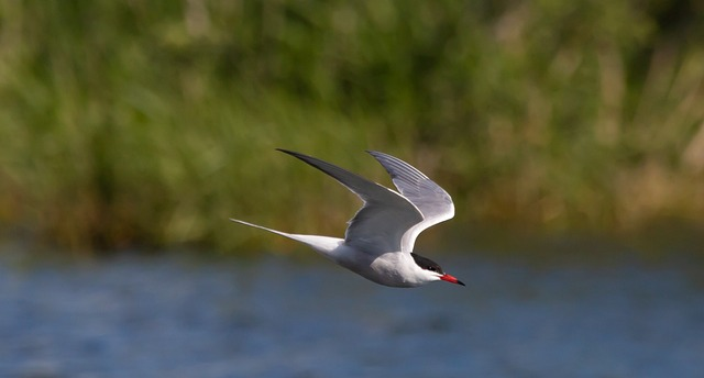 common tern, tern, sea swallow
