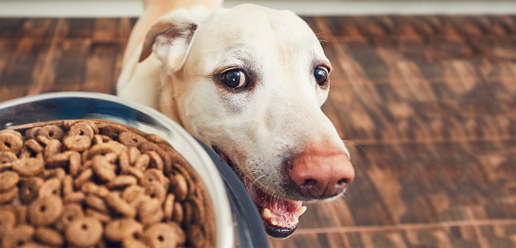 Pet Food Recalls