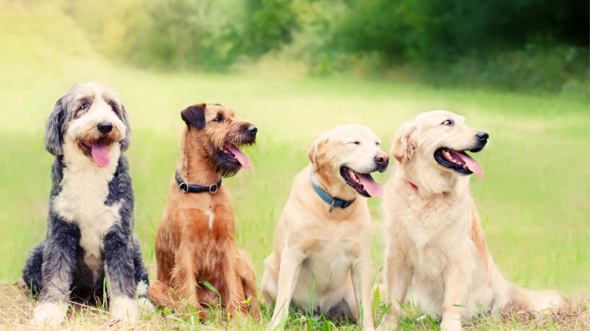 Managing Multi-Dog Conflicts