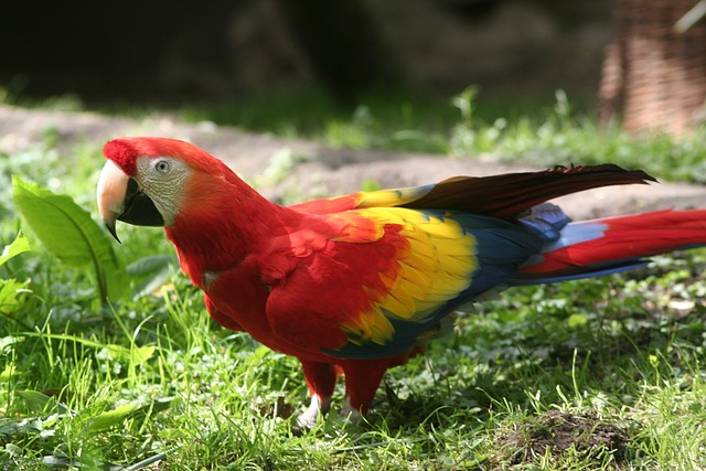 parrot, Birds that start with R