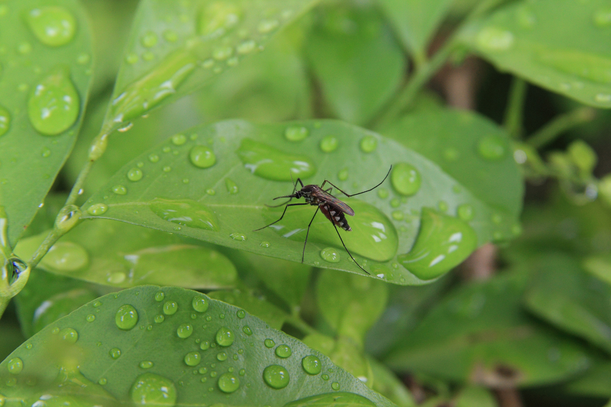 How Weather Affects Insect Problems Competitive Pest Control