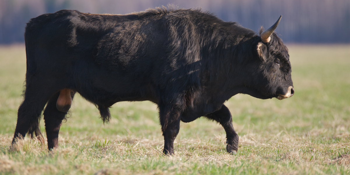 interesting animals in redwood national park