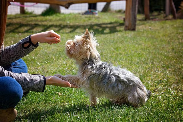 dog training, dog, animal