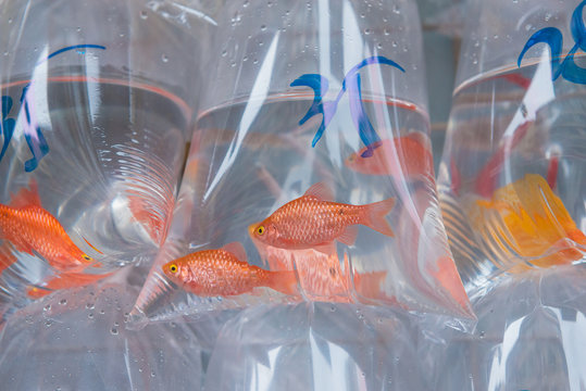 fish in plastic bags