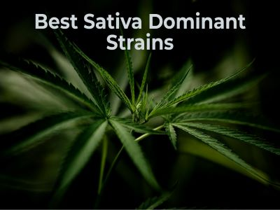 Best Sativa dominant hybrid strains