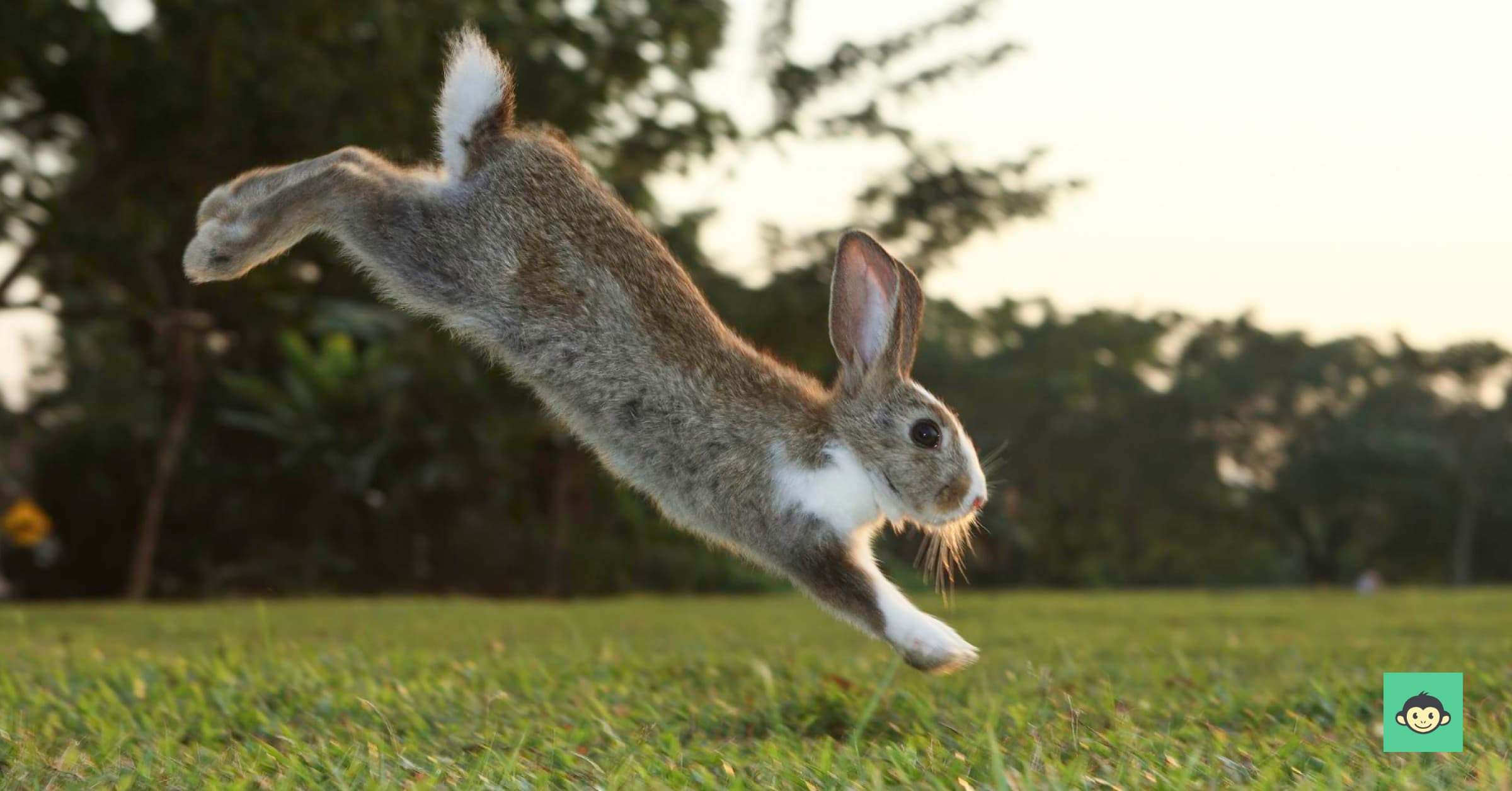 The employee experience is like a bunny hop, sometimes bumpy but always cute.