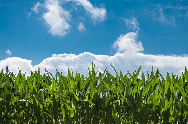 corn field, farm, clouds