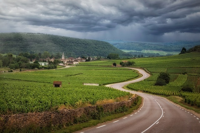 road, nature, vineyards