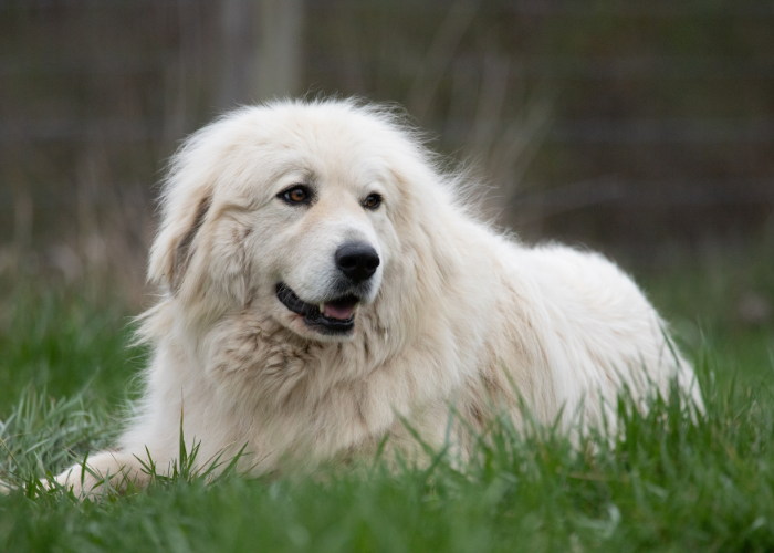 A Great Pyrenees, gentle giants that make excellent family pets.