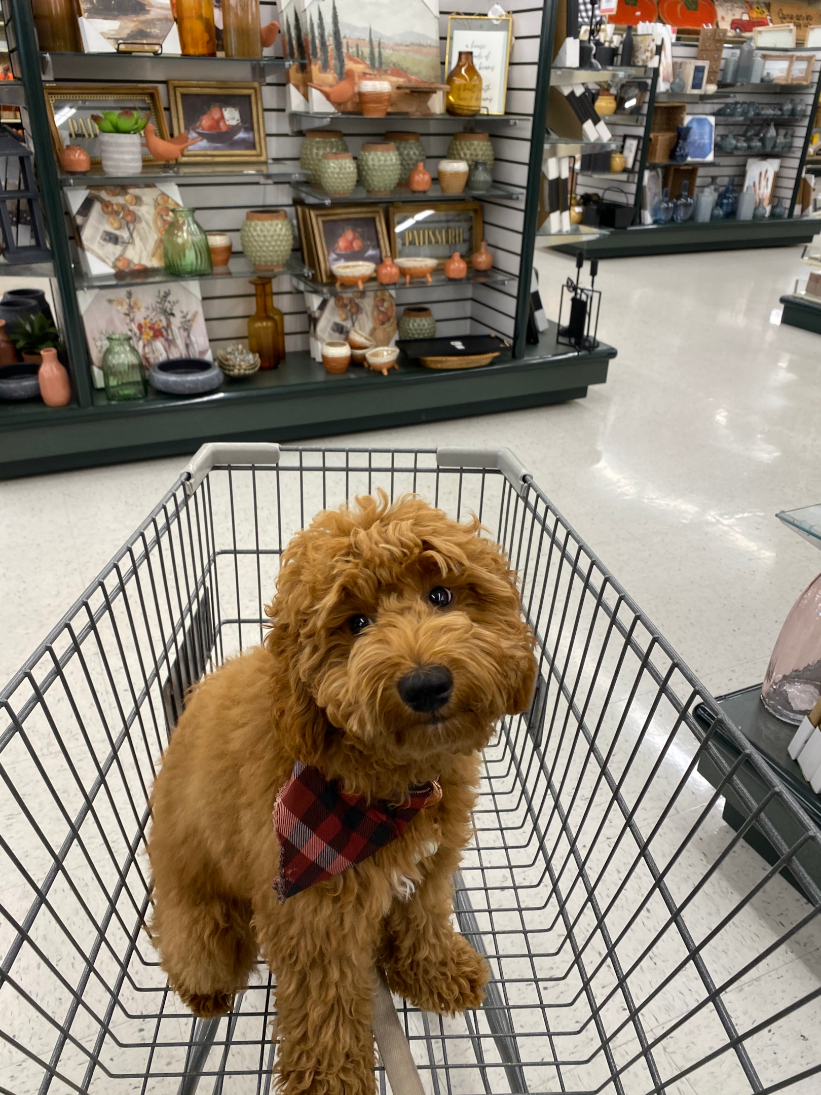 A dog that has been allowed inside a Ross store. It's in the cart and strolling through the home decor section of Ross. 