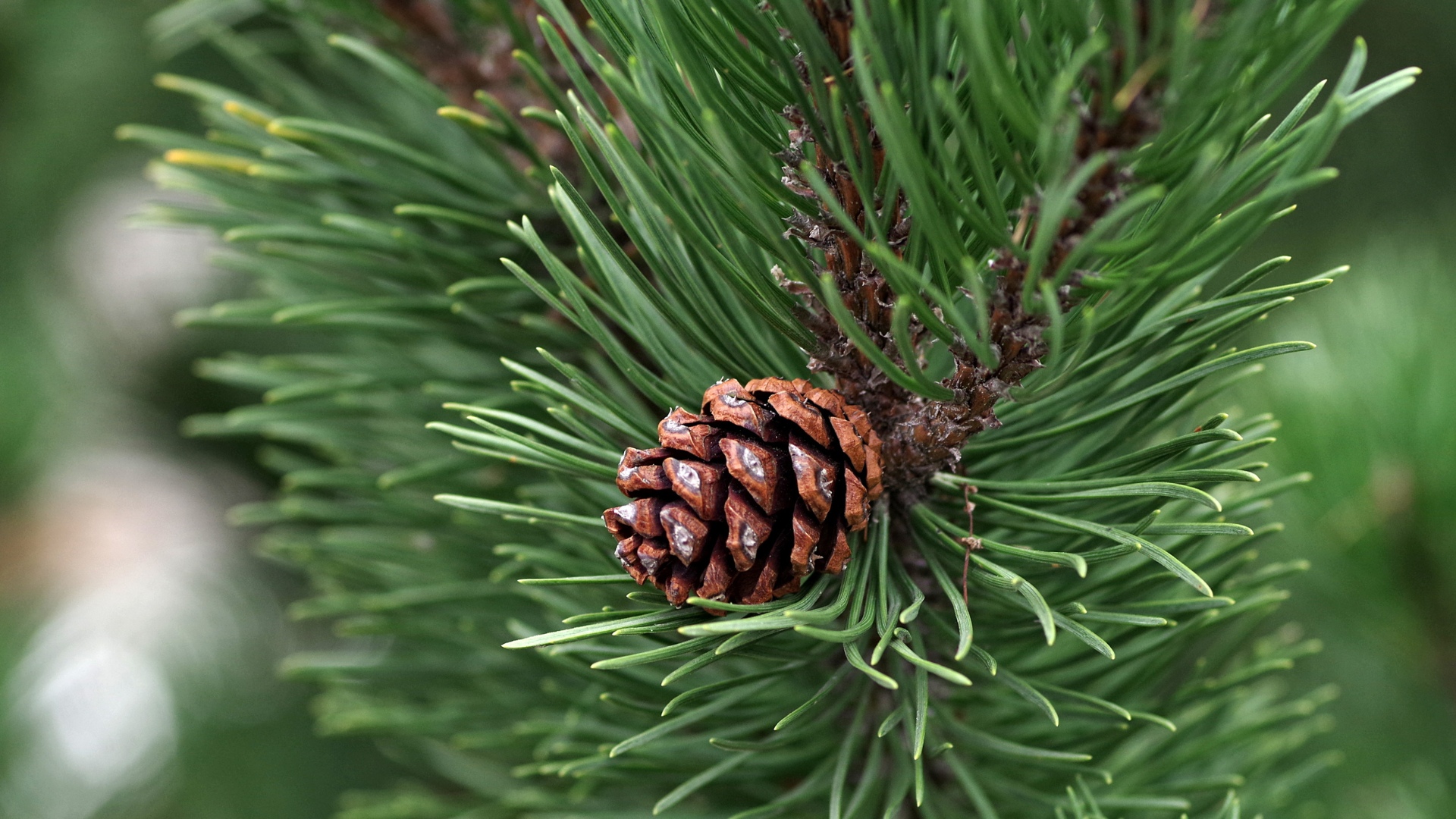A pine tree branch seen with a healthy, round pine cone. 