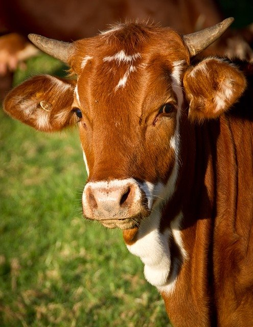 Krowy mleczna - hormony w mleku krowim