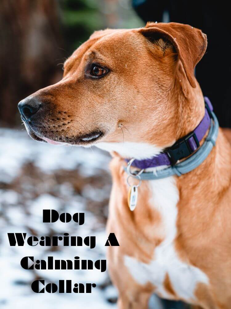 A picture of a dog wearing a calming collar with a label that reads "dog wearing a calming collar"