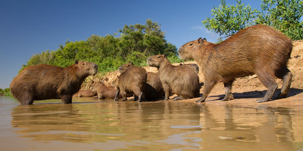 interesting animals in venezuela